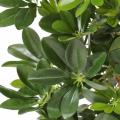 Schefflera artificiel