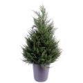 Cypres artificiel Juniperus