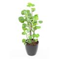 ARALIA Artificiel FABIAN
