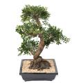 BONSAI ORME Artificiel EN COUPE gravier