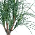 Beaucarnea artificiel