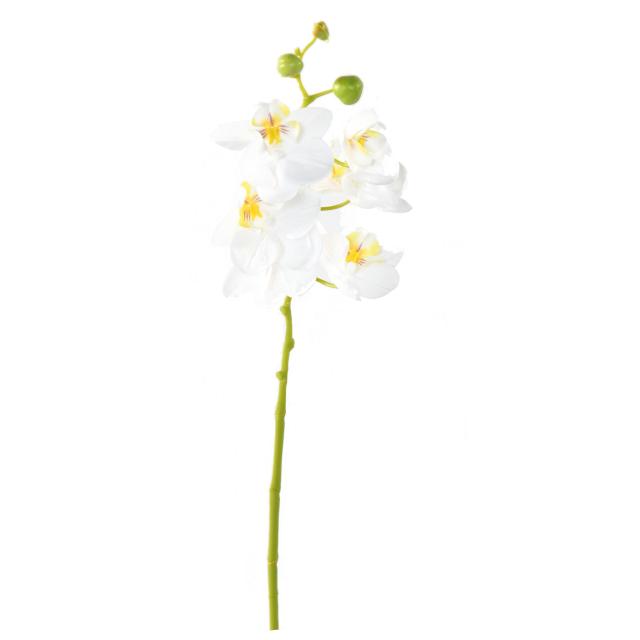 PHALAENOPSIS Artificielle