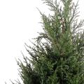 Cypres artificiel Juniperus