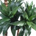 Dracaena artificiel FRAGRANS