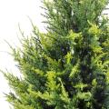Cypres artificiel Juniperus