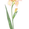 IRIS Artificiel