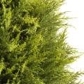 Cypres artificiel Juniperus