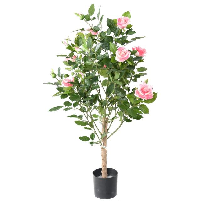 ROSIER ROYAL Artificiel