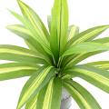DRACAENA Artificiel LARGE