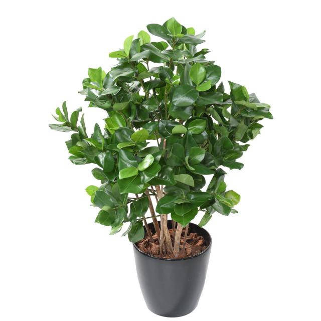 CLUSIA Artificiel BUISSON