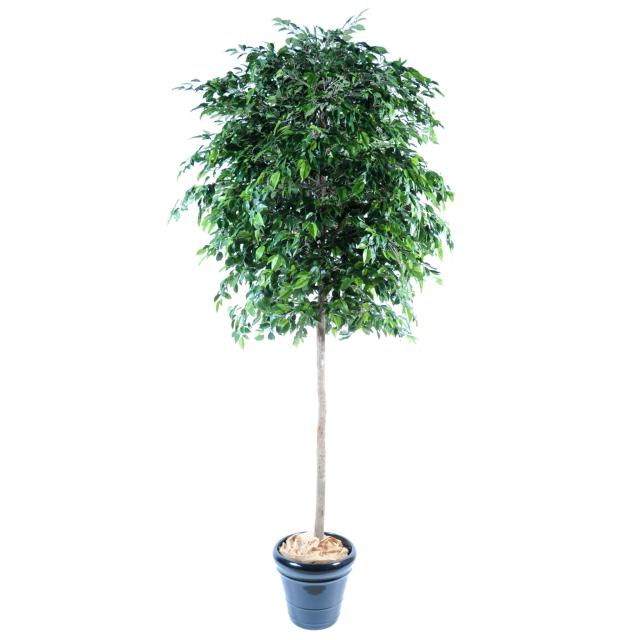 Ficus artificiel NATASJA TREE