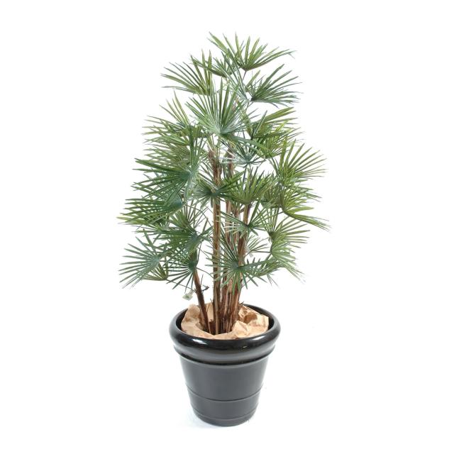 Livistonia artificiel