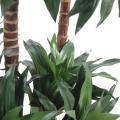 Dracaena artificiel FRAGRANS