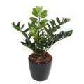 Zamia artificiel
