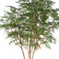 BUCIDA Artificiel TREE 330 LUXE