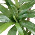DRACAENA artificiel FRAGRANS Janet Craig