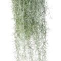 Tillandsia artificiel (mousse espagnole)