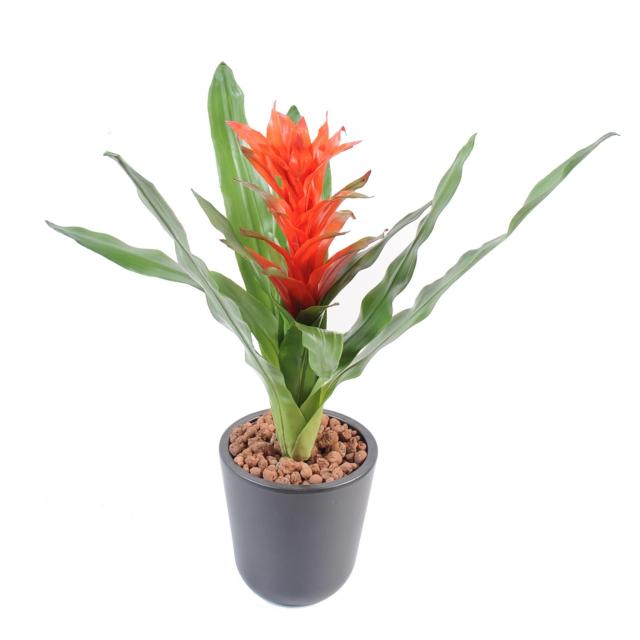 Guzmania Artificiel