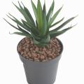 AGAVE ARTIFICIELLE 29