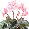 Cyclamen artificiel *8