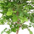 HETRE Artificiel GRANDIFOLIA 160