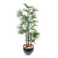 Livistonia artificiel