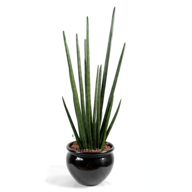 Sansevieria artificiel CYLINDRICA