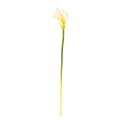 ARUM (AROME) Artificiel