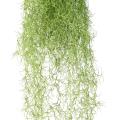 Tillandsia artificiel (mousse espagnole)