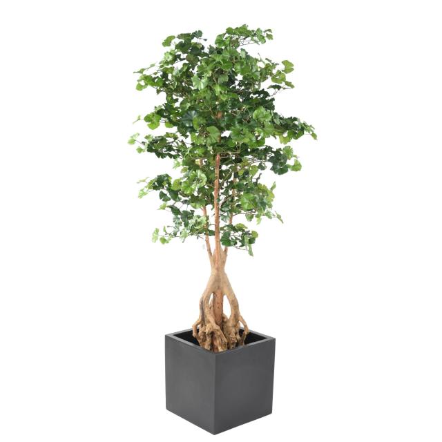 GINKGOBILOBA Artificiel ROOT