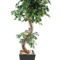 Ficus artificiel S