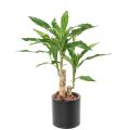 DRACAENA Artificiel FRAGRANS STUD