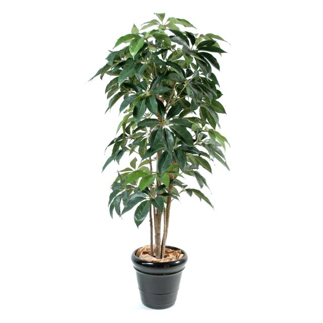 Schefflera artificiel AMATA