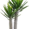 Pachypodium artificiel PLAST