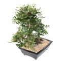 BONSAI ORME Artificiel EN COUPE gravier