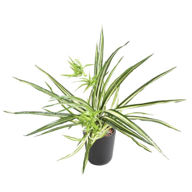 Chlorophytum Artificiel