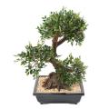 BONSAI ORME Artificiel EN COUPE gravier