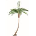 Coconut artificiel COURBE NEW