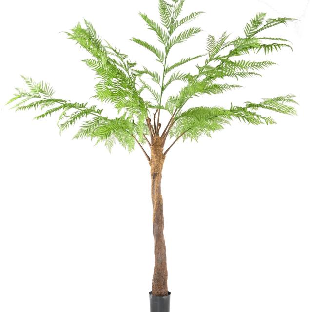 DICKSONIA Artificielle (FOUGERE)