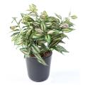 TRADESCANTIA artificiel ZEBRINA*8