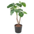 ALOCASIA Artificiel CALIDORA 2T