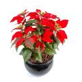 Poinsettia artificiel*9