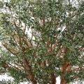 Olivier artificiel TREE
