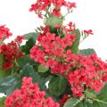 Kalanchoe artificiel