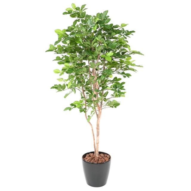 Vertimea