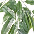 FICUS Artificiel LONGIFOLIA SPRAY*25
