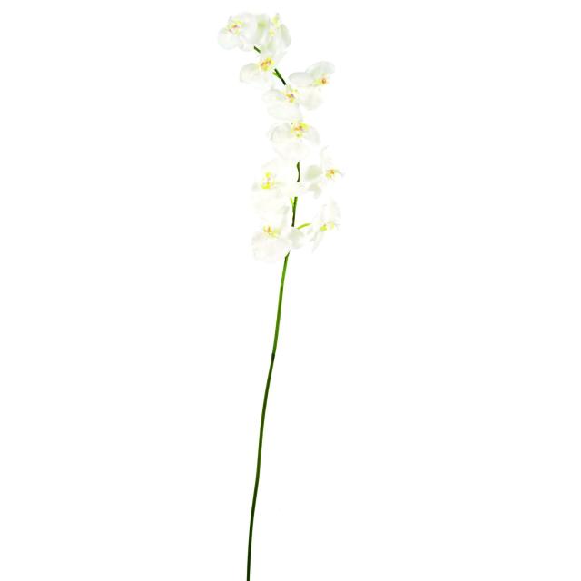 Phalaenopsis artificielle TIGE *10f