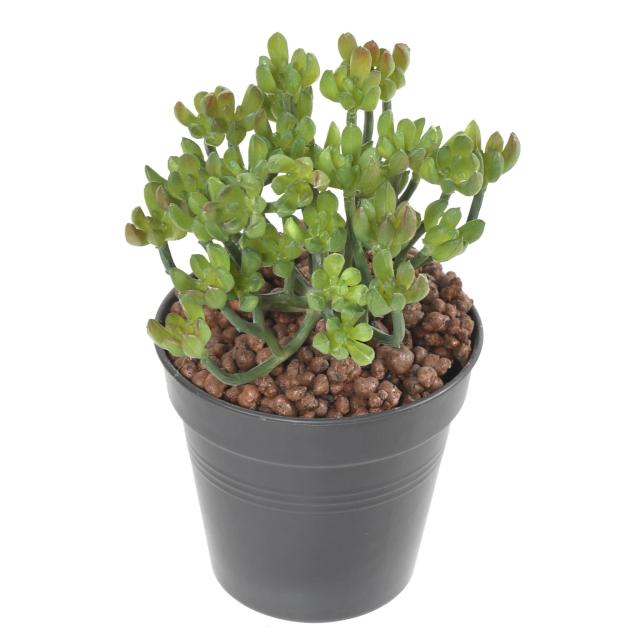 Succulente Artificielle Touffe