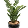 Zamia artificiel