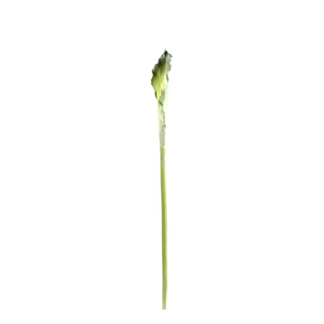 Arome artificiel XL (ARUM)